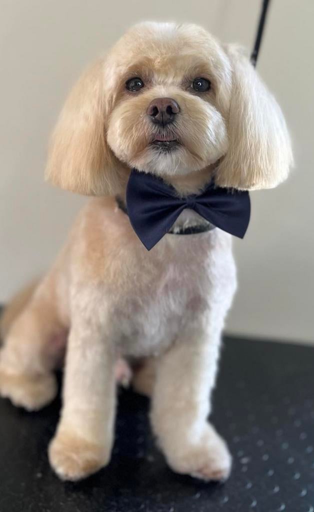 DEKREU MALTIPOO F1 (maltezer plus toypoedel)  NIET TE koop, Dieren en Toebehoren, Reu, 1 tot 2 jaar, Eén hond, Nederland