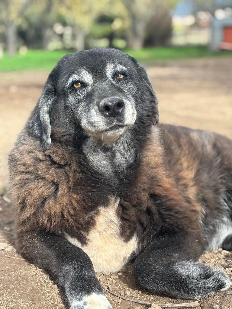 Senior Amber op zoek naar een gouden mandje, 6 jaar of ouder, Particulier, Buitenland, Teef