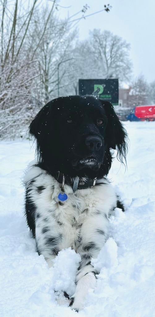 DEKREU, friese stabij LOET. Met verklaring fokgeschiktheid., Parvo, Reu, 1 tot 2 jaar, Eén hond