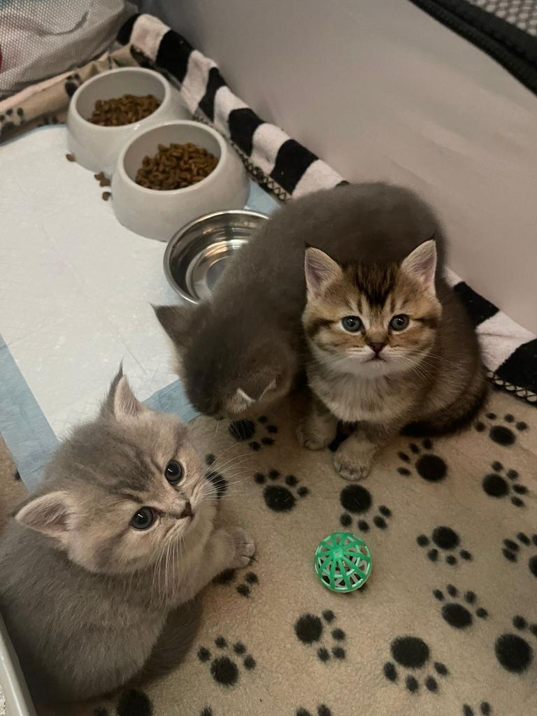 Brits kittens / de laatste gold bruine poes nog!!