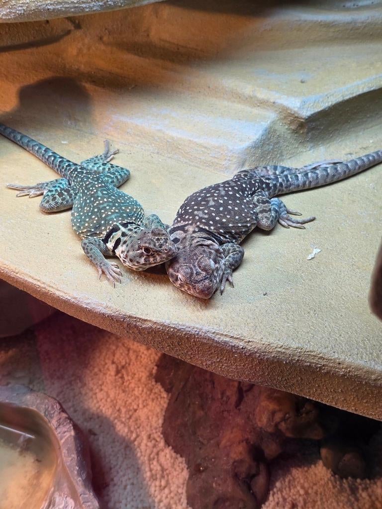 Halsbandleguaan Crotaphytus Blazing Bleu, Hagedis, Tam, 0 tot 2 jaar