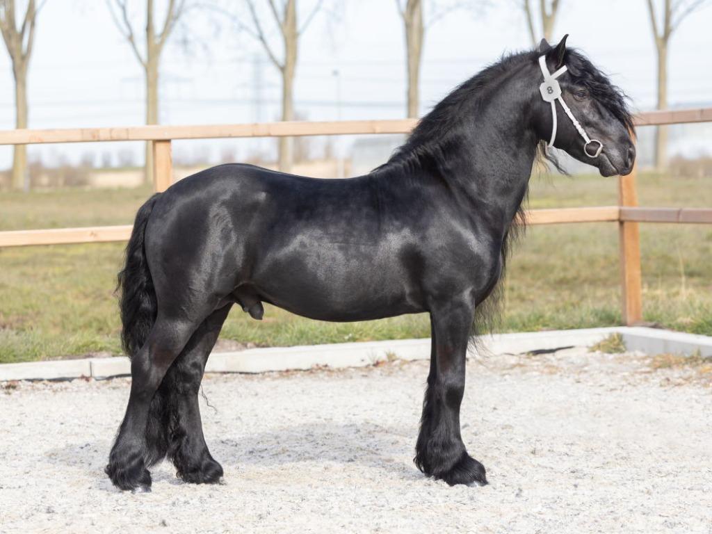 6 mooie Fell pony's ter dekking, Dieren en Toebehoren, Hengst