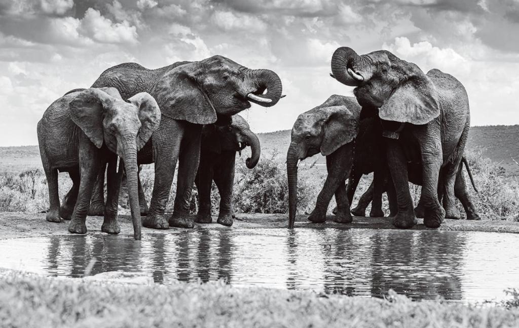 Glasschilderij Olifanten (110x70cm), Ophalen, -, -, Nieuw