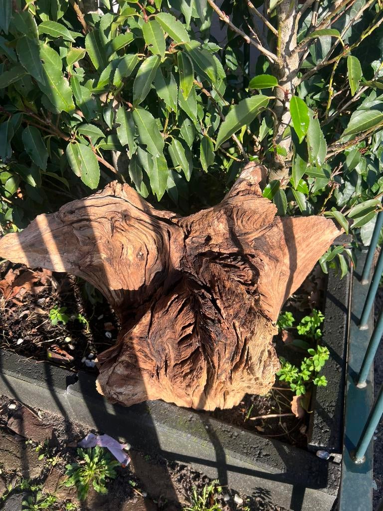 Terrarium hout / sierhout / terarium, Ophalen, Tak, Plant, Rots of Steen