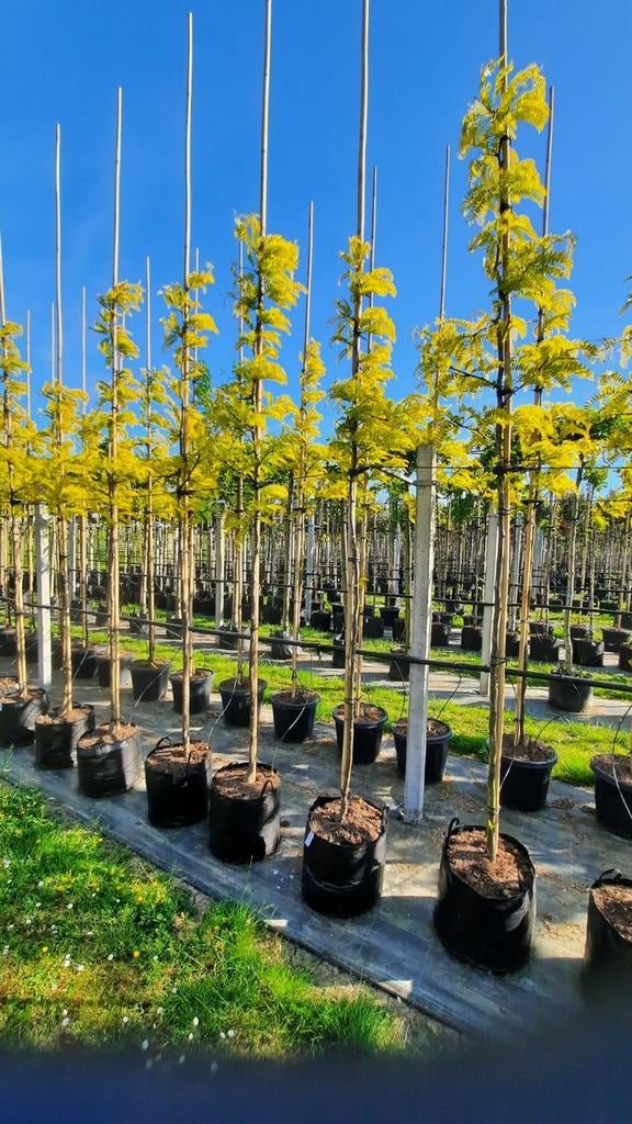 Gleditsia triacanthos 'Sunburst' 🌿, Tuin en Terras, Planten | Bomen, Ophalen, Volle zon, Overige soorten