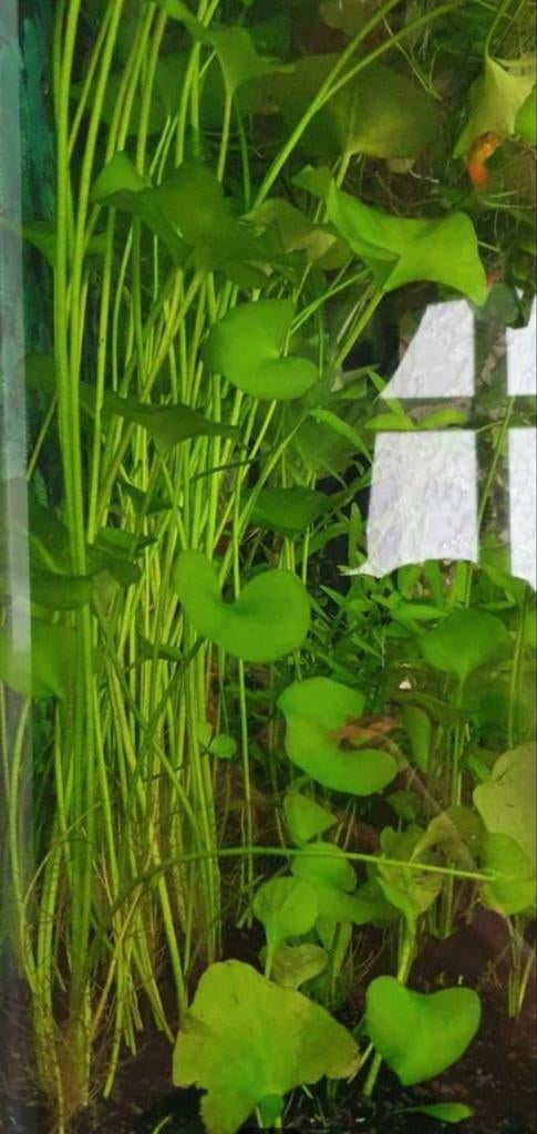 Pakketje aquariumplanten beschikbaar, Dieren en Toebehoren, Vissen | Aquaria en Toebehoren, Ophalen of Verzenden, Nieuw, Plant(en), Steen of Hout