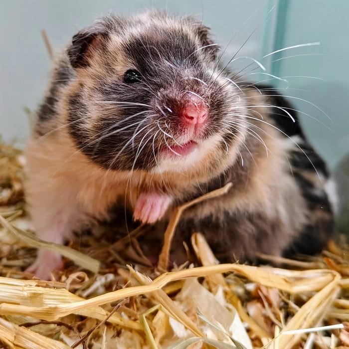 Goudhamsters te koop, Dieren en Toebehoren, Knaagdieren, November, Meerdere dieren, Hamster