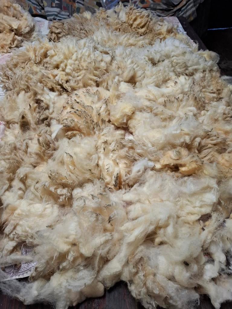 Ruwe vachtwol  Texelaar,  voor spinnen, Hobby en Vrije tijd, Ophalen of Verzenden, Nieuw, Spinwol