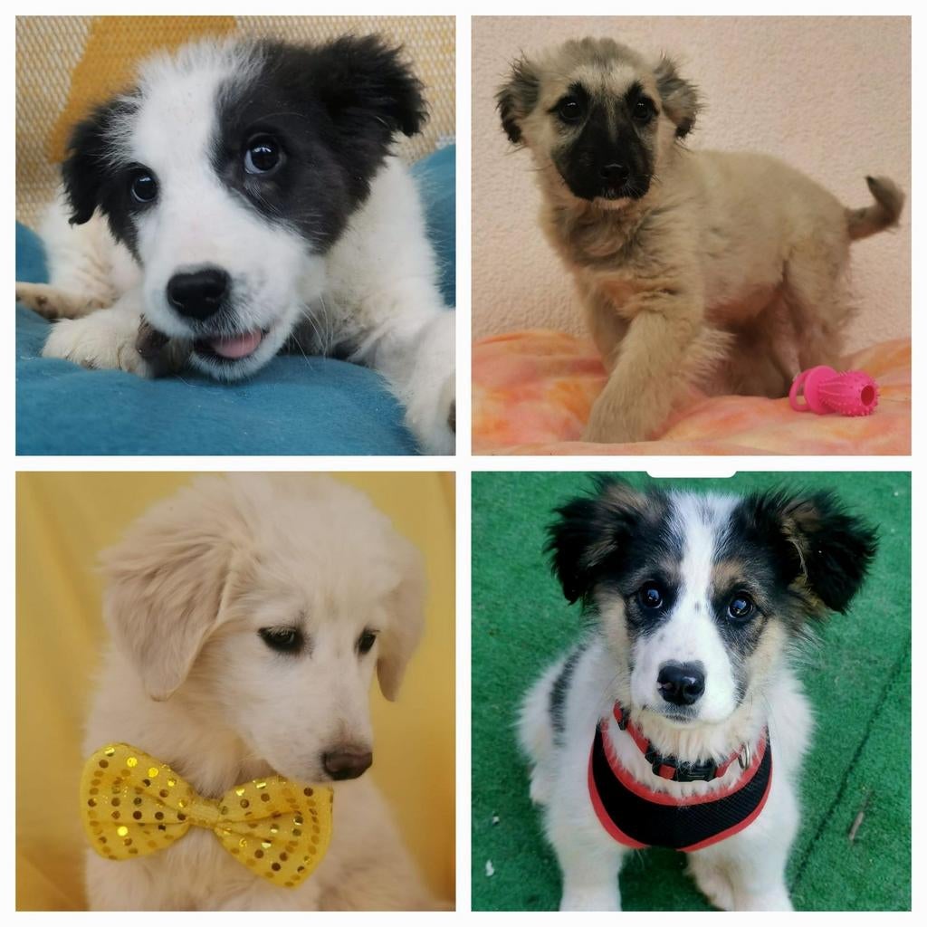 Vier lieve pups puppy op zoek naar een gouden mandje, Dieren en Toebehoren, Honden | Niet-rashonden, Particulier, 15 weken tot 1 jaar
