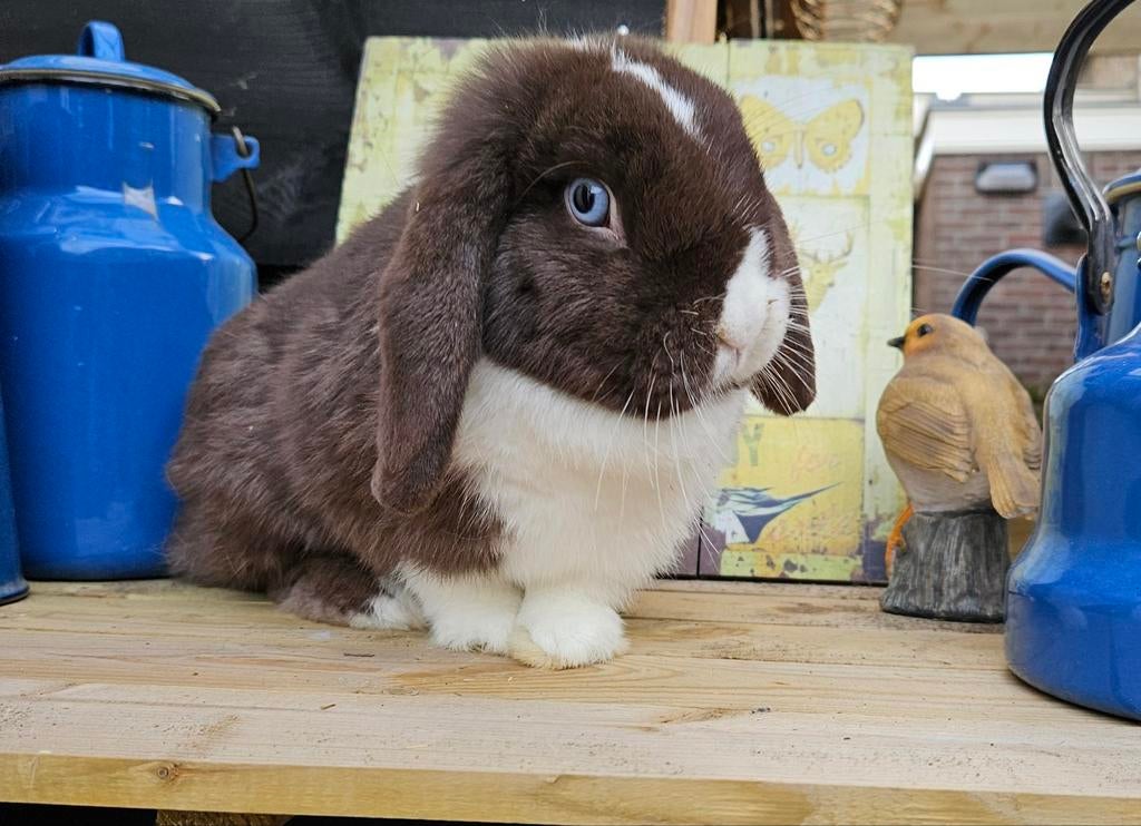 Gratis hangoor dwerg dame, Vrouwelijk, Dwerg, Hangoor