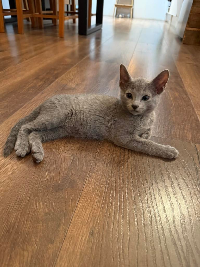 Blauwe Rus kittens, Dieren en Toebehoren, Kater, Met stamboom, 0 tot 2 jaar