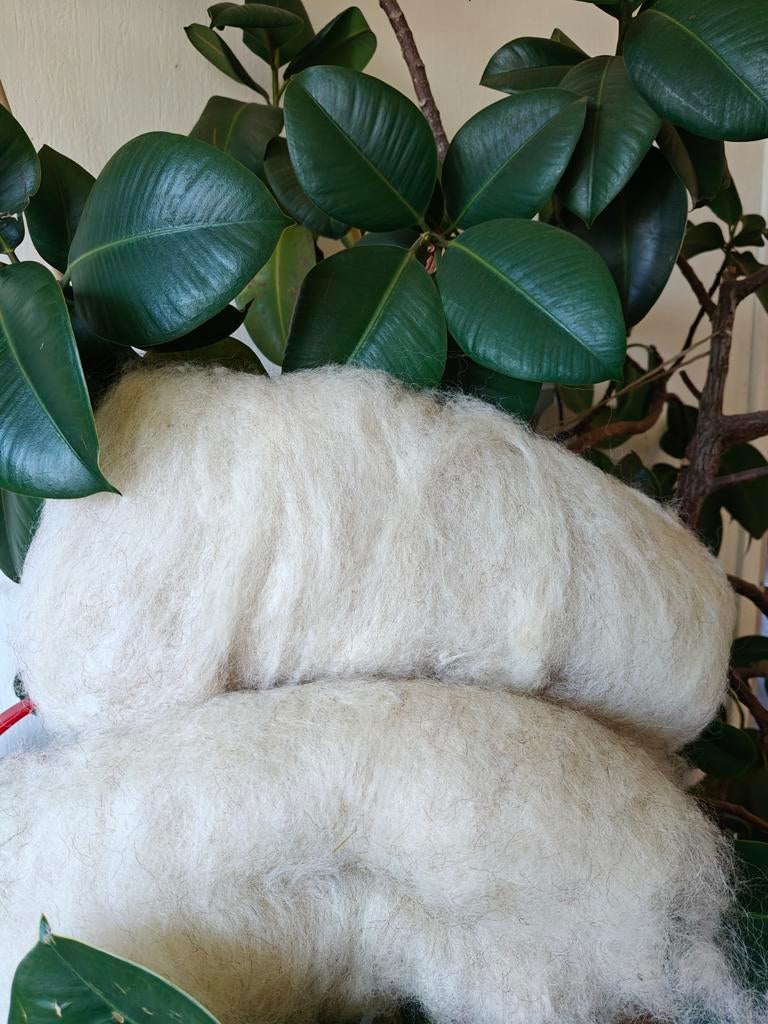 Wol van heideschaap en bont schaap - steun Saens Groen, Ophalen of Verzenden, Zorgboerderij Saens Groen, Natdiepenemmah@gmail.com