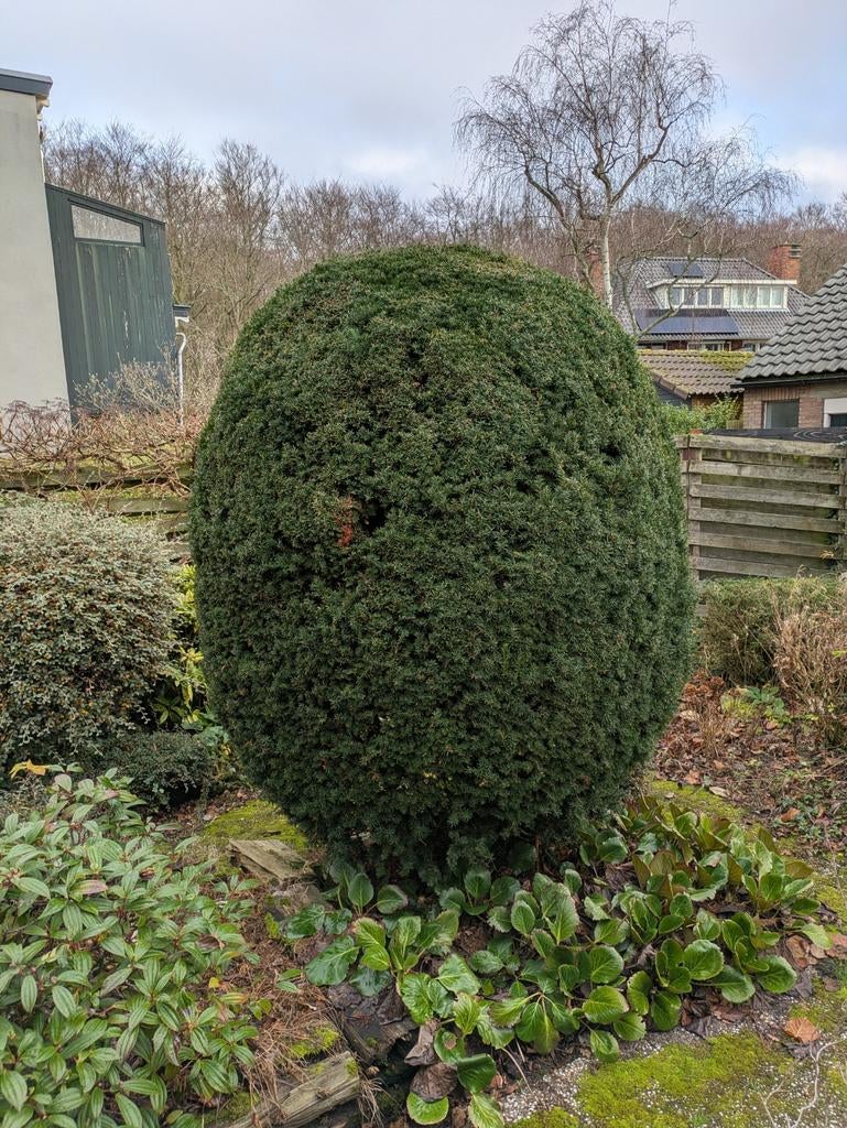 Grote Taxus Baccata bol, 2,5 meter hoog, Ophalen, Bloeit niet, Halfschaduw, Overige soorten