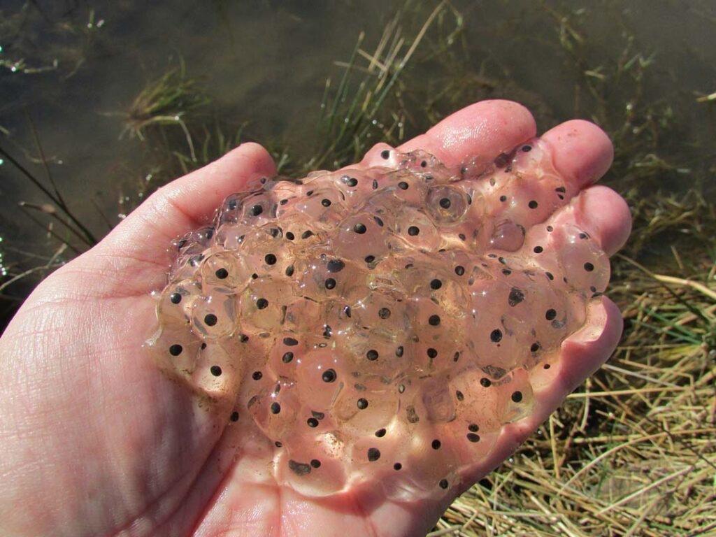 Kikkerdril gezocht voor vijver, Dieren en Toebehoren, Amfibie