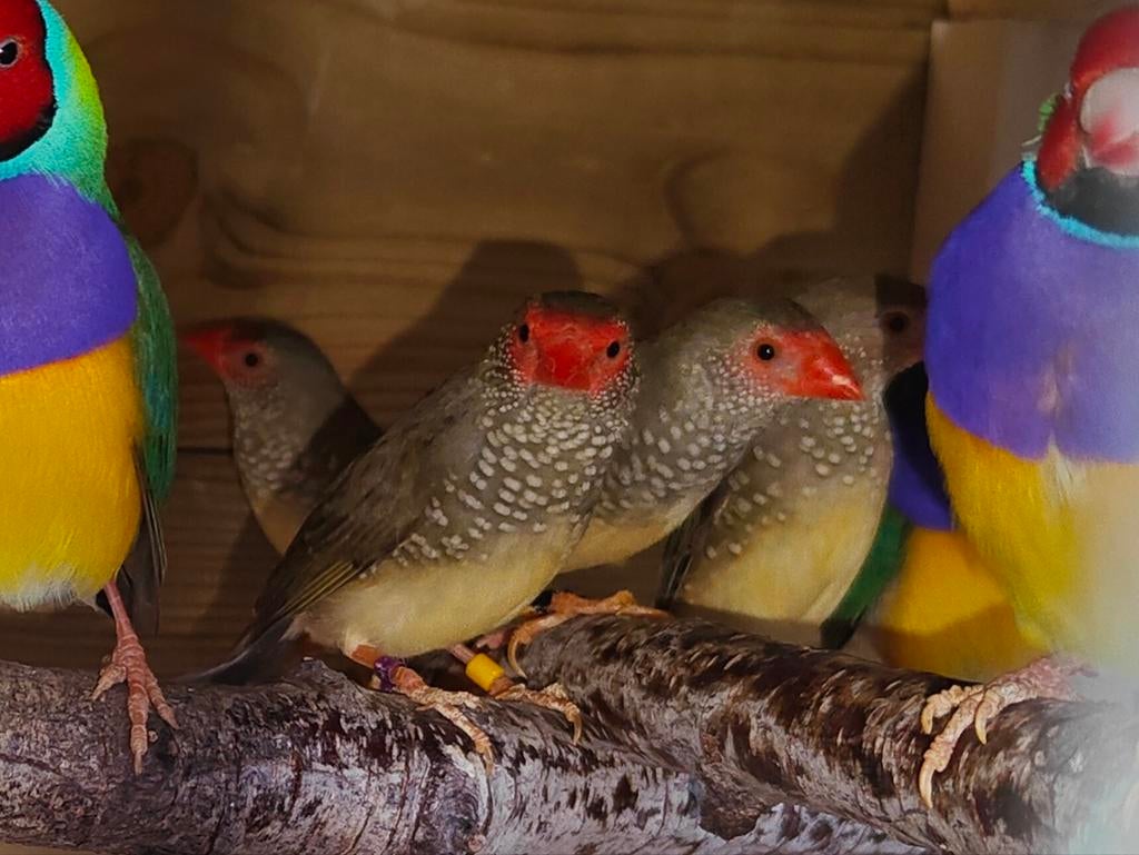 Koudkweek Natuurbroed Binsenastrilde Mannen, Meerdere dieren, Tropenvogel, Geringd