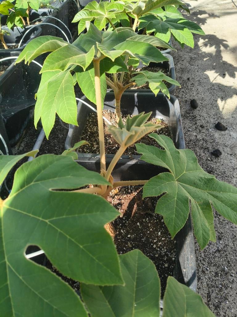 Tetrapanax Rex - Indrukwekkende Rijstpapierplant, Vaste plant, Halfschaduw, Herfst, Ophalen