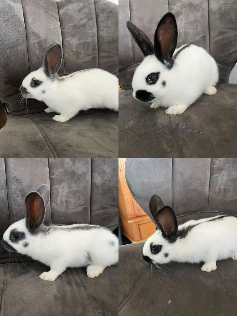 Konijnen Lotharingen, Dieren en Toebehoren, Konijnen, Meerdere dieren