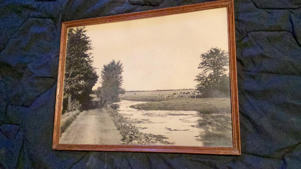 Weiland met koeien, Gebruikt, Foto, Ophalen of Verzenden, Natuur