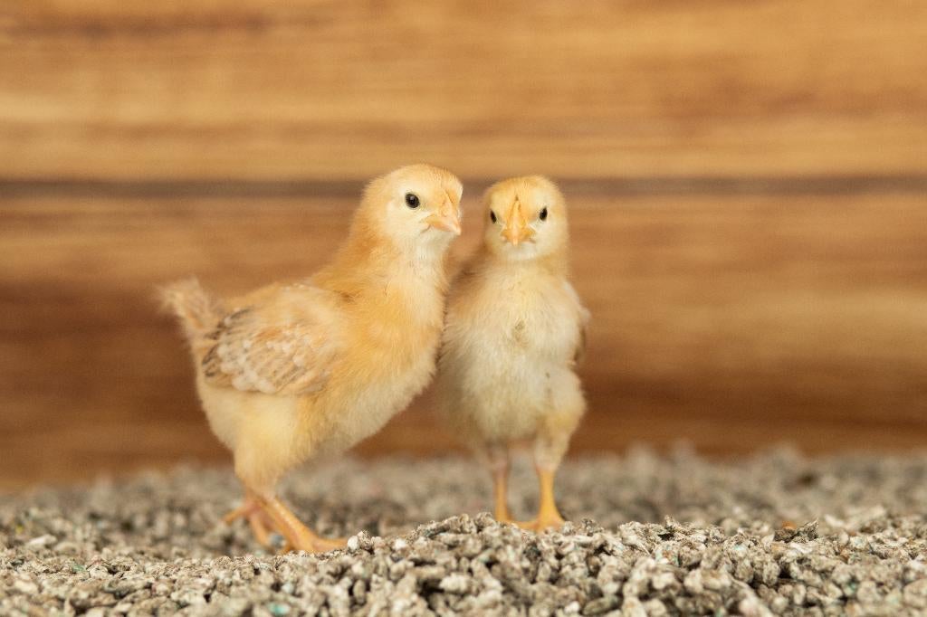 New Hampshire groot kippen kuikens | Gesekst en Ingeënt