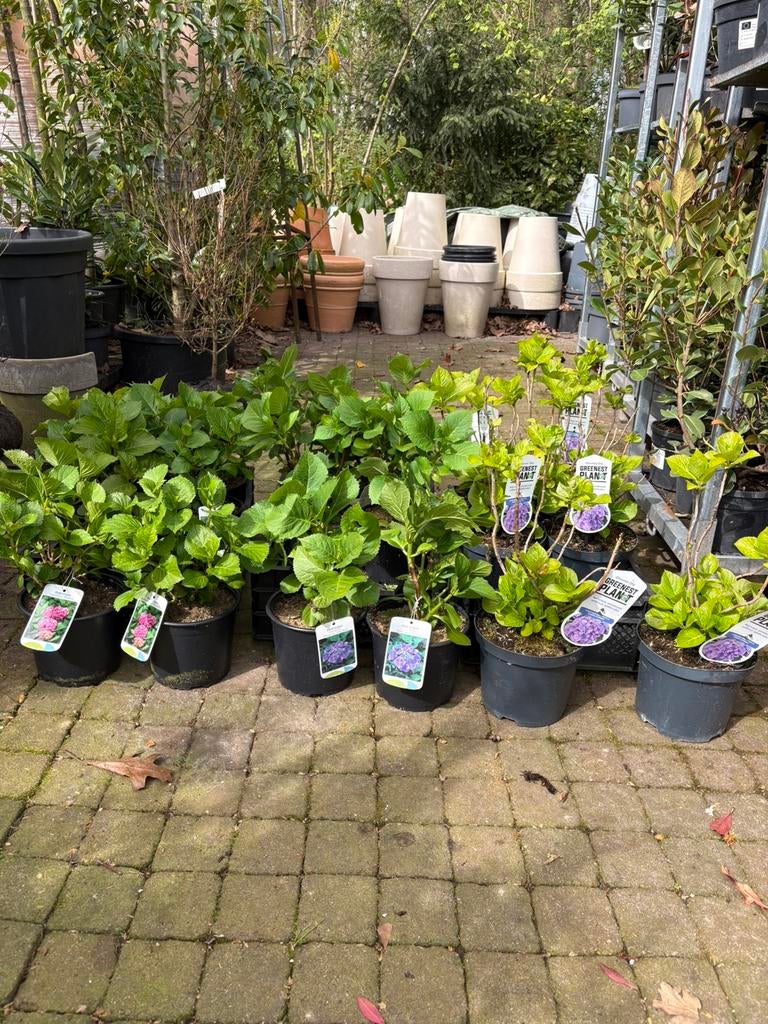 Hortensia divers in kleuren hydrangea macrophylla, Tuin en Terras, Planten | Tuinplanten, Vaste plant, Halfschaduw, Zomer, Ophalen