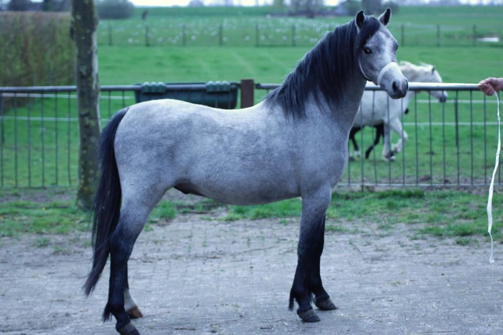 Prachtige Welsh A hengst en Welsh A ruin, Dieren en Toebehoren, A pony (tot 1.17m), 3 tot 6 jaar, Met stamboom, Onbeleerd