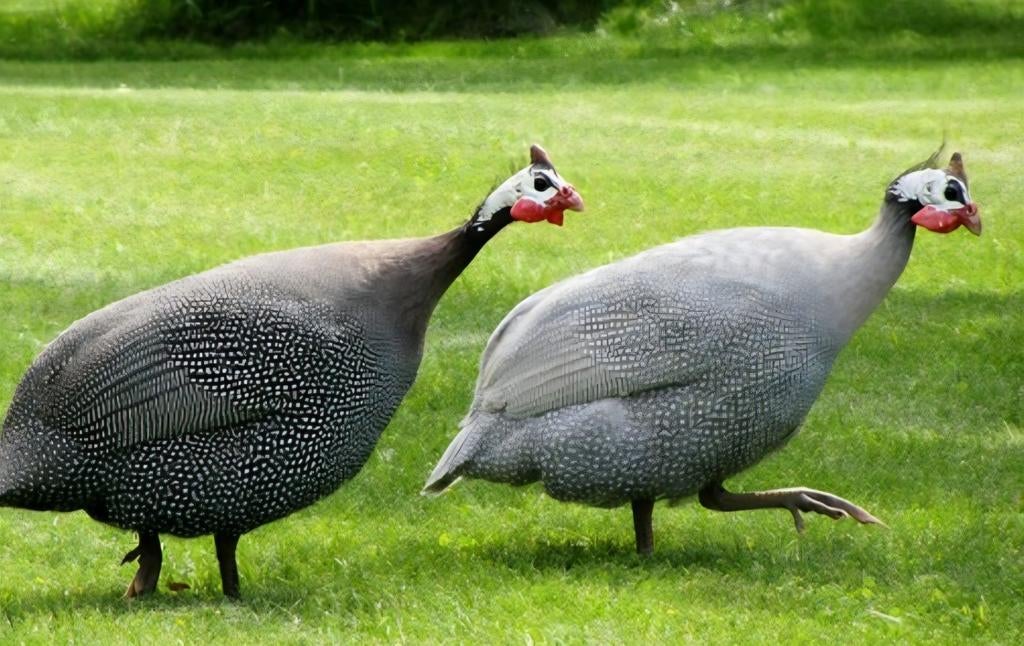 GEZOCHT parelhoen haan en 2 hennen, Dieren en Toebehoren, Meerdere dieren, Kip