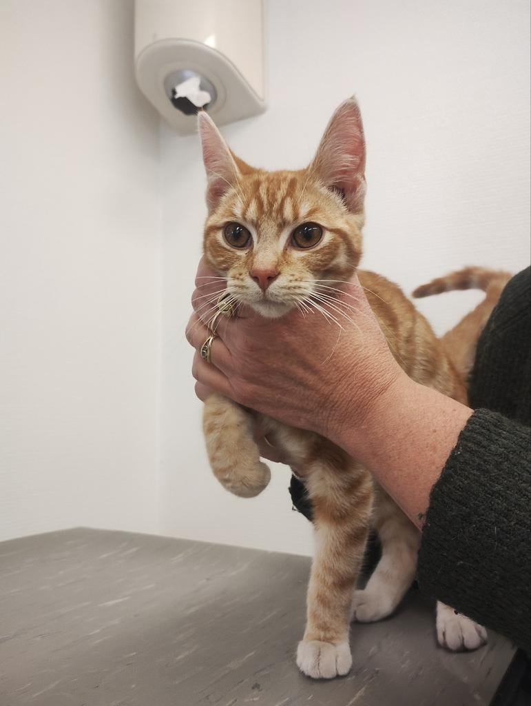 GEVONDEN: 5mnd oude rode kater zonder chip