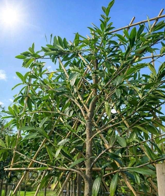 Groenblijvende leibomen| Leiphotinia | Leiaurier | Olijfwilg, Tuin en Terras, Planten | Bomen, In pot, Leiboom, Halfschaduw, Ophalen of Verzenden