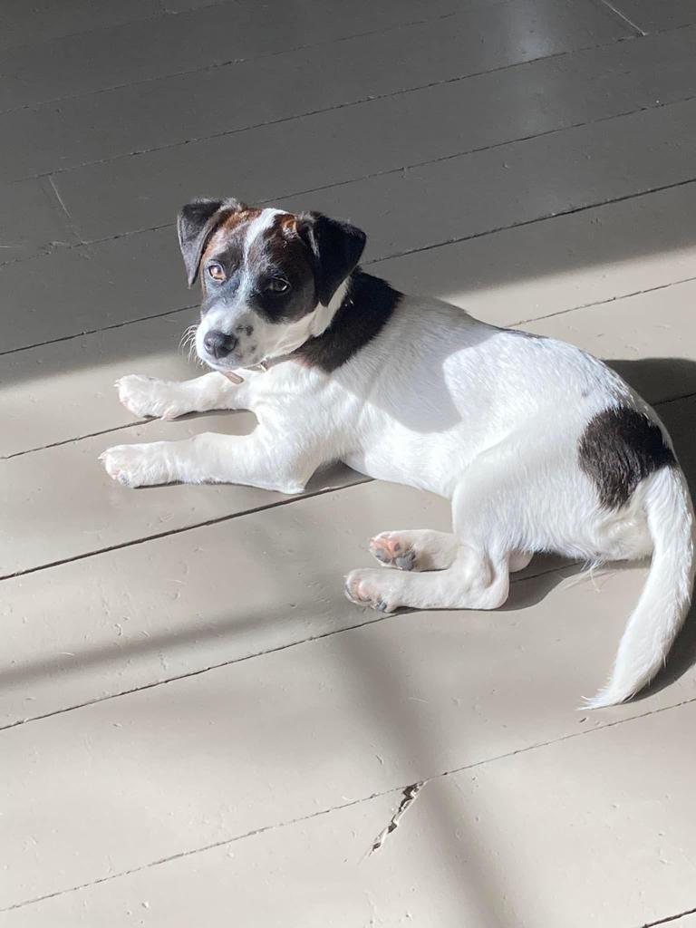 Jack Russell pups beschikbaar, Dieren en Toebehoren, Jack Russell Terriër, 8 tot 15 weken, Parvo, Meerdere