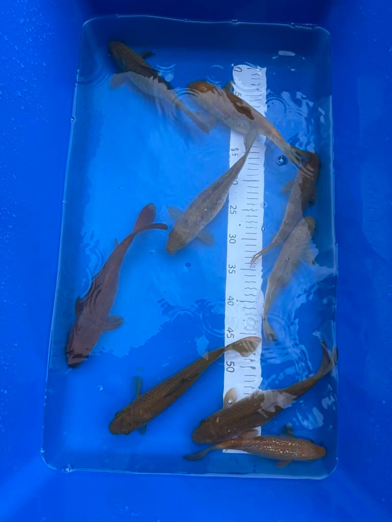 Chagoi Mix, Karper of Koi