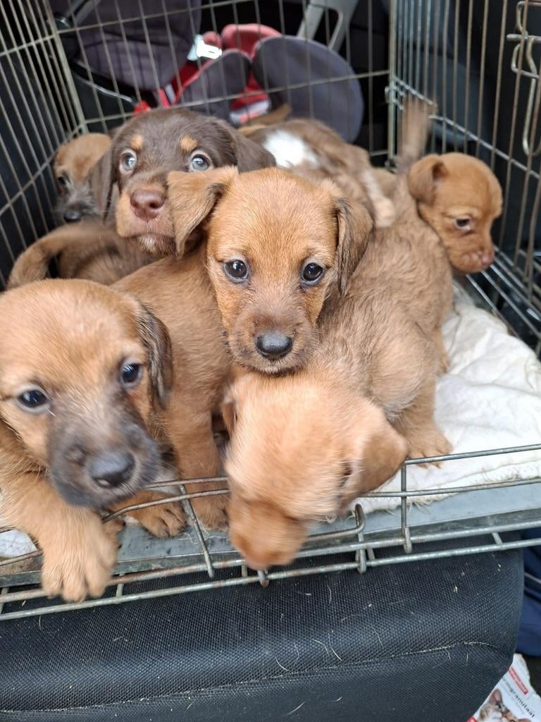 Zeer lieve terrier x teckel kruising pups, Dieren en Toebehoren, Jack Russell Terriër, 8 tot 15 weken, Meerdere, Meerdere dieren