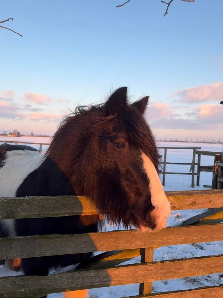 Leuke tinker ruin, Ruin, C pony (1.27m tot 1.37m), Recreatiepony, 7 tot 10 jaar