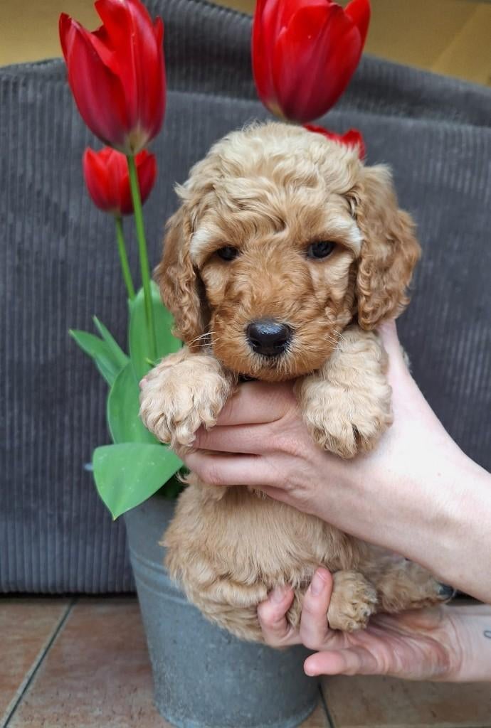Labradoodle pups 🐾 nog 3 beschikbaar – 1 teefje & 2 reutjes, Dieren en Toebehoren, Honden | Chihuahua's en Gezelschapshonden