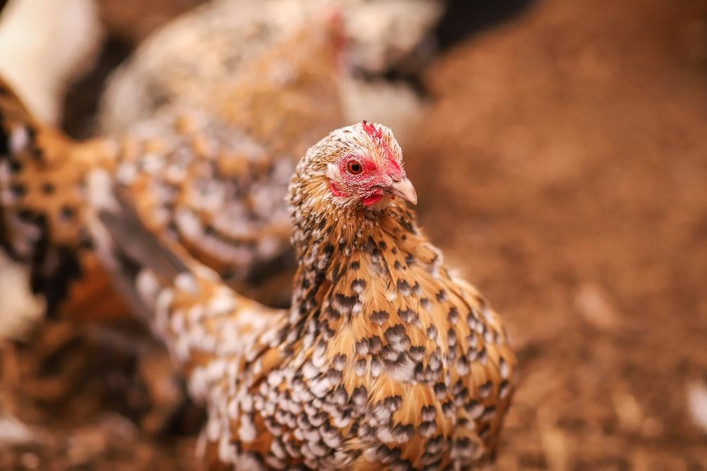 Sabelpoot krielkip | Jonge, kleine kippen | Deskundig advies, Vrouwelijk, Kip