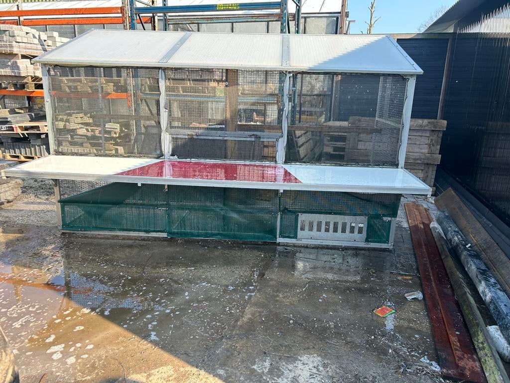 Duiven ren, Meerdere dieren, Postduif