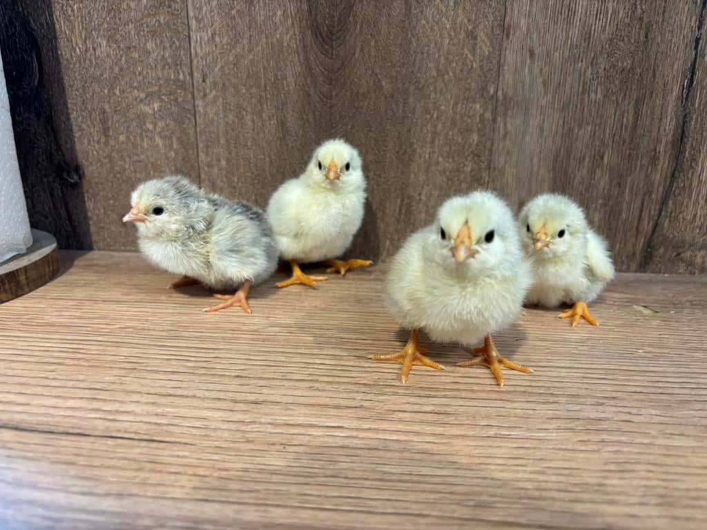 Raszuivere kuikens beschikbaar!, Dieren en Toebehoren, Pluimvee, Geslacht onbekend, Kip