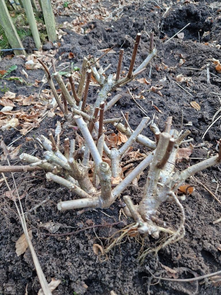 2x Hydrangea paniculata Wim's Red, pluimhortensia, Tuin en Terras, Planten | Tuinplanten, Ophalen, Overige soorten, Halfschaduw