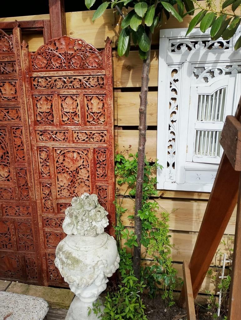 Laurier op Stam 2.70 Hoog, Overige soorten, 100 tot 250 cm, Zomer, Ophalen