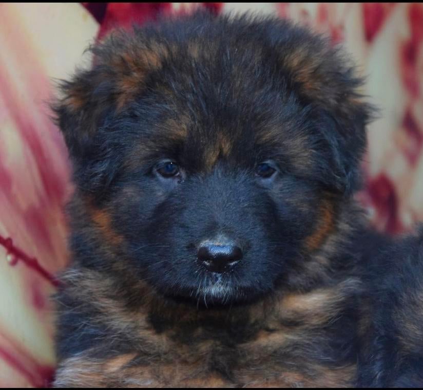 Duitse herder pups met langhaar en stamboom, Dieren en Toebehoren, Honden | Herdershonden en Veedrijvers, 8 tot 15 weken, Parvo