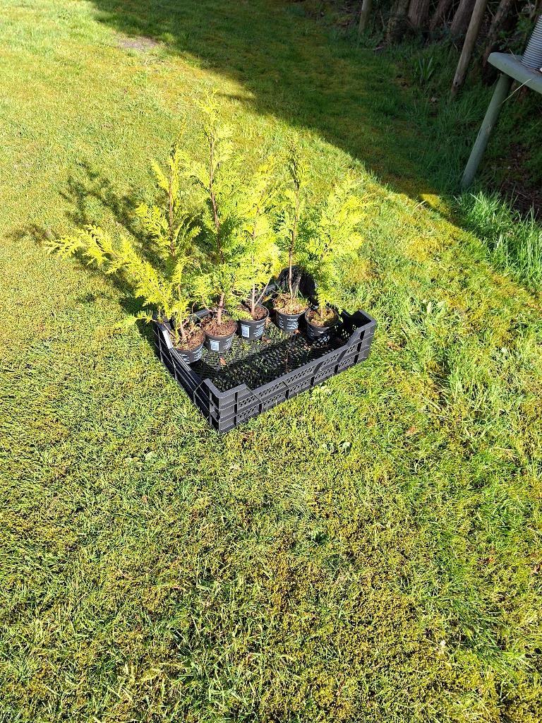 Conifeer, Ophalen, Conifeer, Minder dan 100 cm