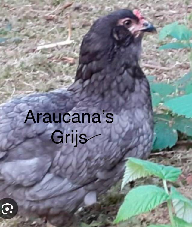 Groenlegger. Araucana legbar kippen, Dieren en Toebehoren, Pluimvee, Vrouwelijk, Kip