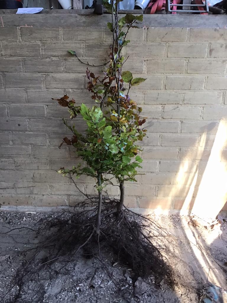 Te koop bladhoudende beuk rood en groen, Ophalen, Beukenhaag, 100 tot 250 cm