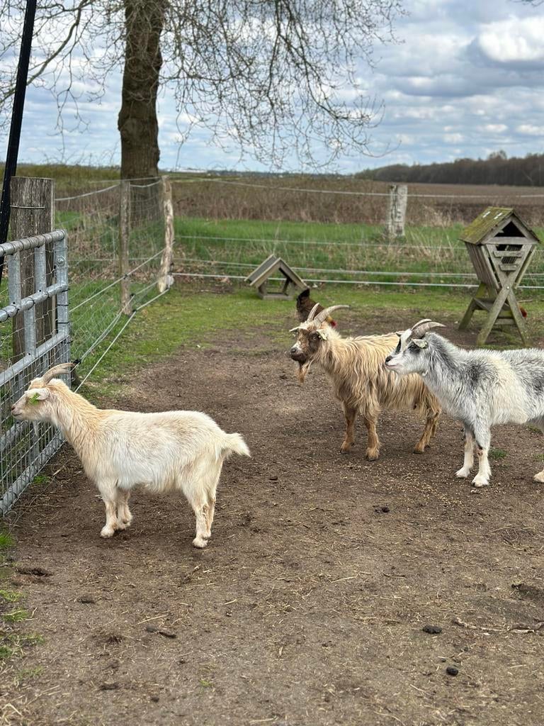 Geiten, Dieren en Toebehoren, Vrouwelijk, Geit