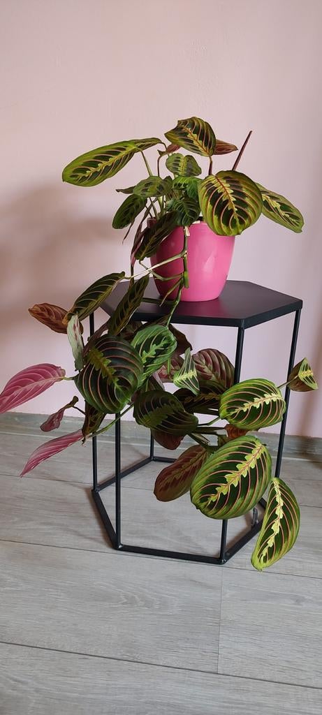 Stekjes Maranta Leuconeura (Prayer Plant), Huis en Inrichting, Kamerplanten, Ophalen, Overige soorten, Halfschaduw, Minder dan 100 cm