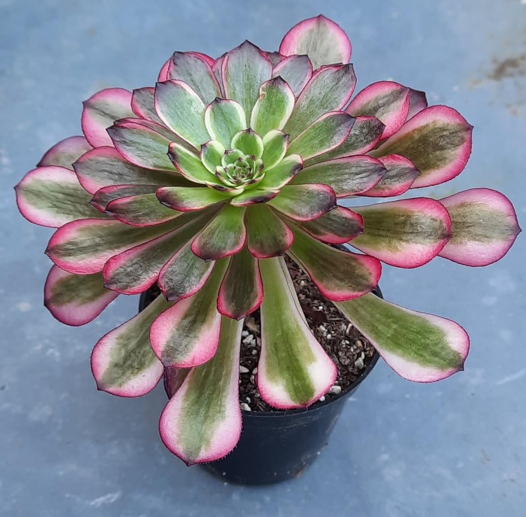 Aeonium Meiji, Vetplant, Ophalen of Verzenden, Minder dan 100 cm, Bloeiende kamerplant