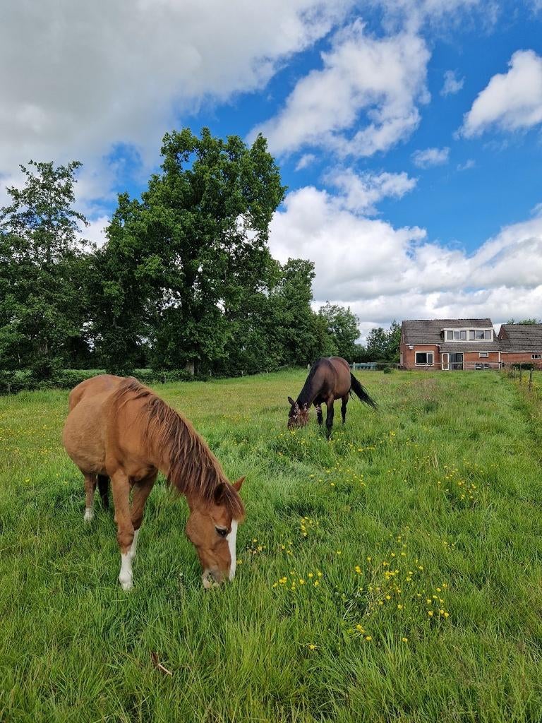 Weidegang vanaf 1 juni tm +- 1 november, Weidegang