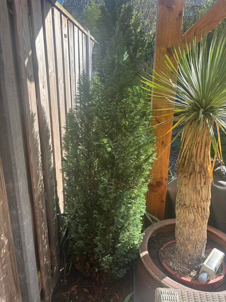 Coniferen, Ophalen, Conifeer, 100 tot 250 cm