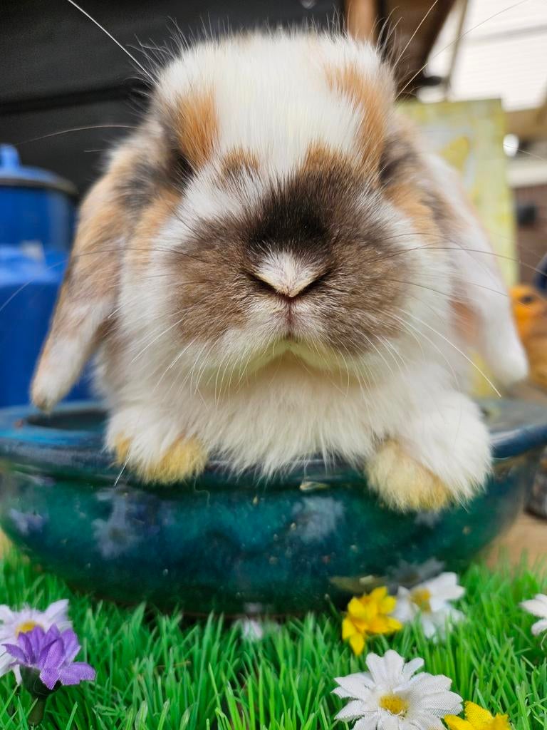 Lieve minilops baby hangoordwergjes 1 dame 1 jaar, Dieren en Toebehoren, Konijnen, Meerdere dieren, Dwerg, Hangoor