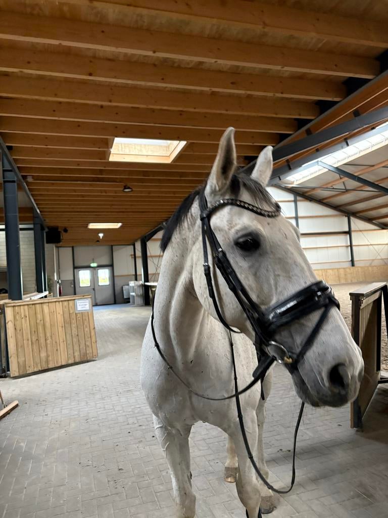 Hoofdstel Tess, Ophalen of Verzenden, Dressuur