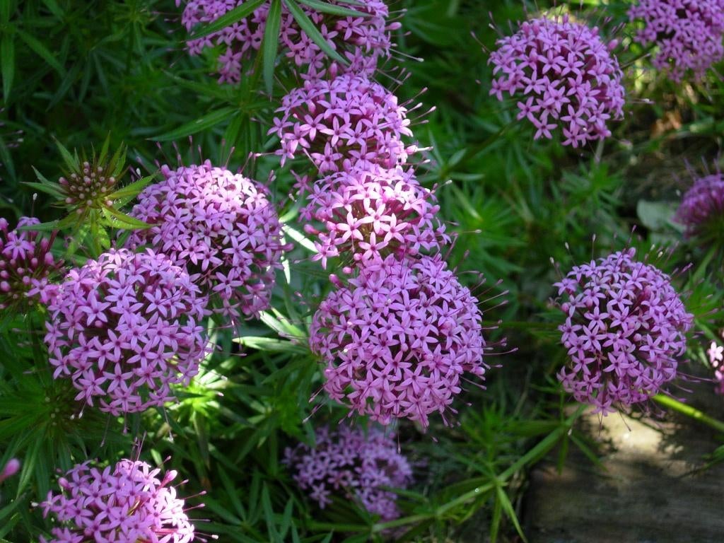 kruisjesbloem, Ophalen, Overige soorten, Volle zon